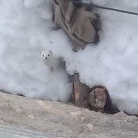 Tunceli'de ortaya çıktı! O kadar hızlı ki görüntülemek çok zor