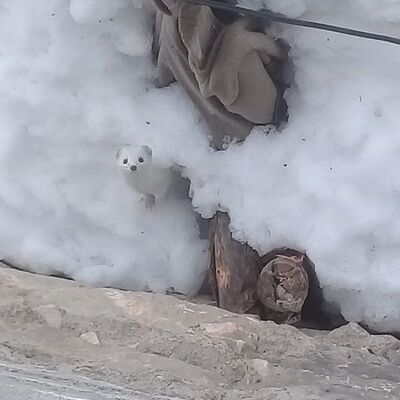 Tunceli'de ortaya çıktı! O kadar hızlı ki görüntülemek çok zor