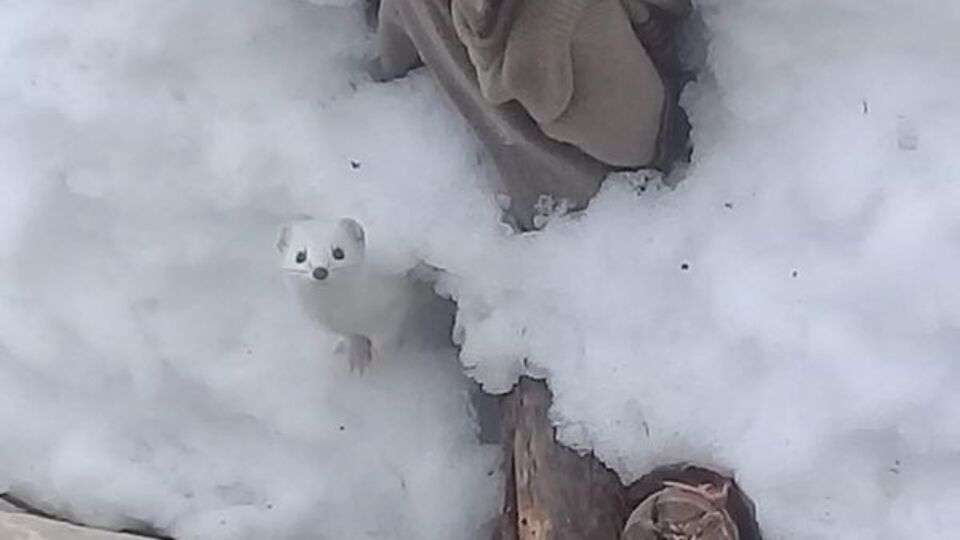 Tunceli'de ortaya çıktı! O kadar hızlı ki görüntülemek çok zor