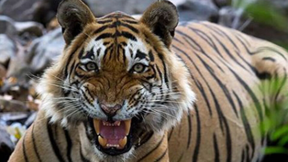 Hadi ipucu sorusu cevabı 16 Şubat!