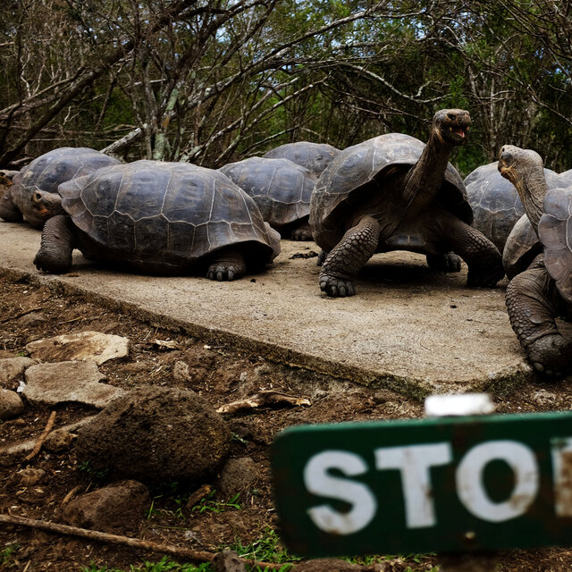 Galapagos'a gitmek ya da gitmemek