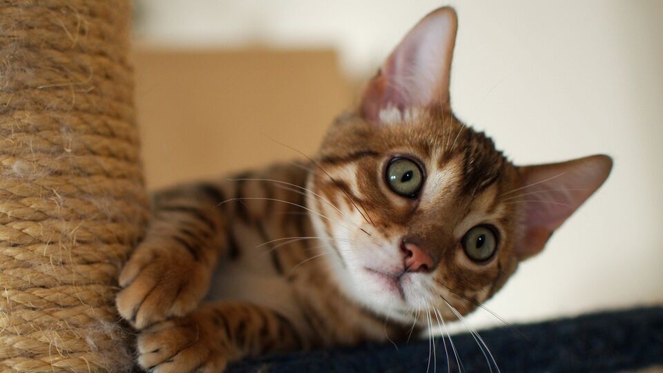 Bugün Dünya Kediler Günü!