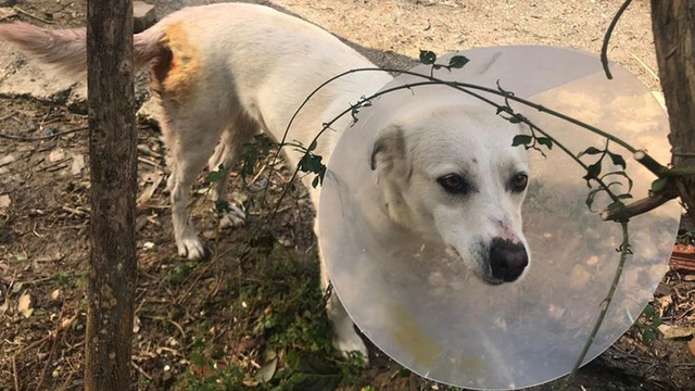 Bu nasıl insanlık! Sokak ortasında köpeği bıçakladı!