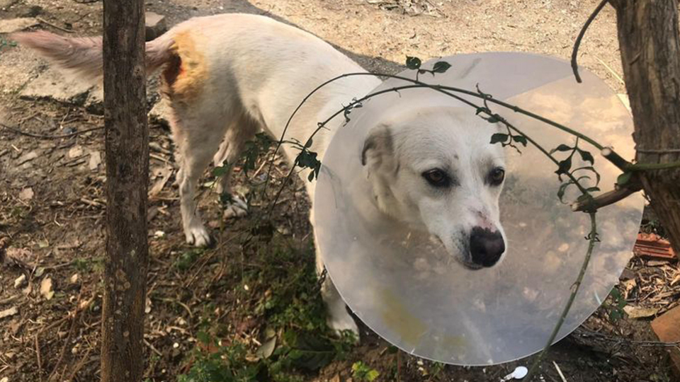 Bu nasıl insanlık! Sokak ortasında köpeği bıçakladı!