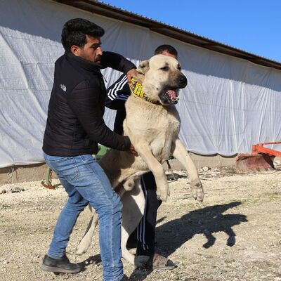 Kangal'ın Güneydoğulu rakibinden haber var!