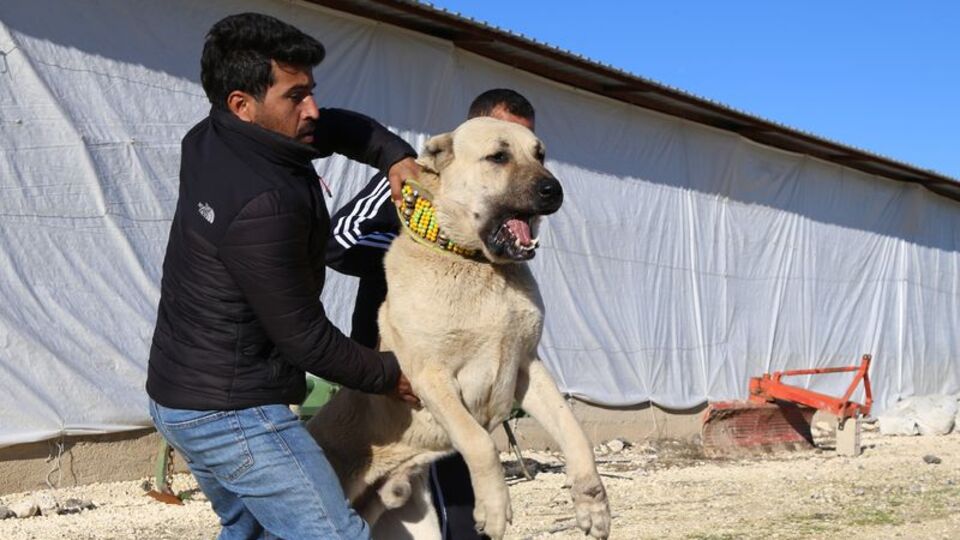 Kangal'ın Güneydoğulu rakibinden haber var!