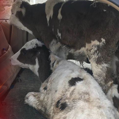 Jandarma gördü şaşırdı! Otomobilde 5 küpesiz büyükbaş!