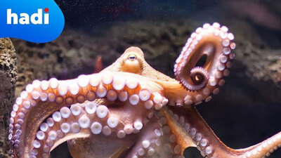 Hadi ipucu cevabı 18 Şubat