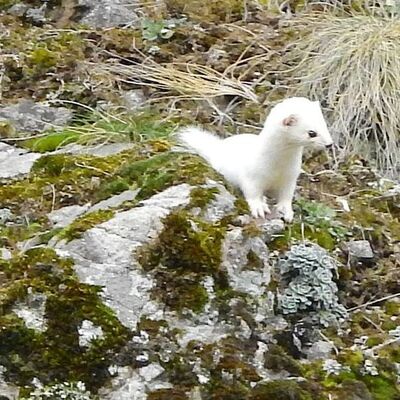Tunceli'den sonra şimdi de Gümüşhane'de görüldü