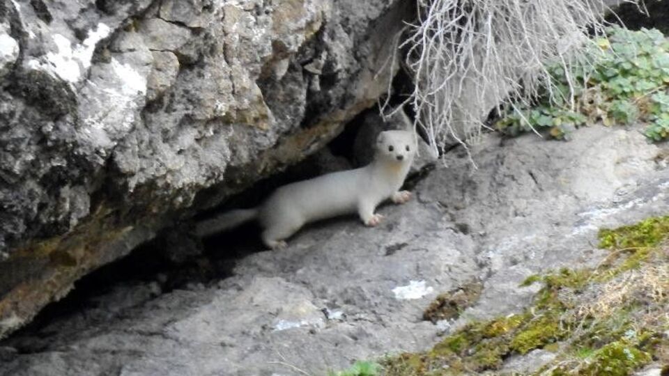 'Çok nadir görülüyor' deniyordu! Beyaz renginin sırrı ortaya çıktı
