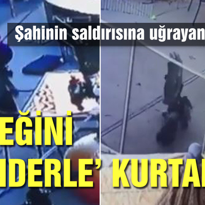 Şahinin saldırısına uğrayan köpeğini 'minderle' kurtardı!