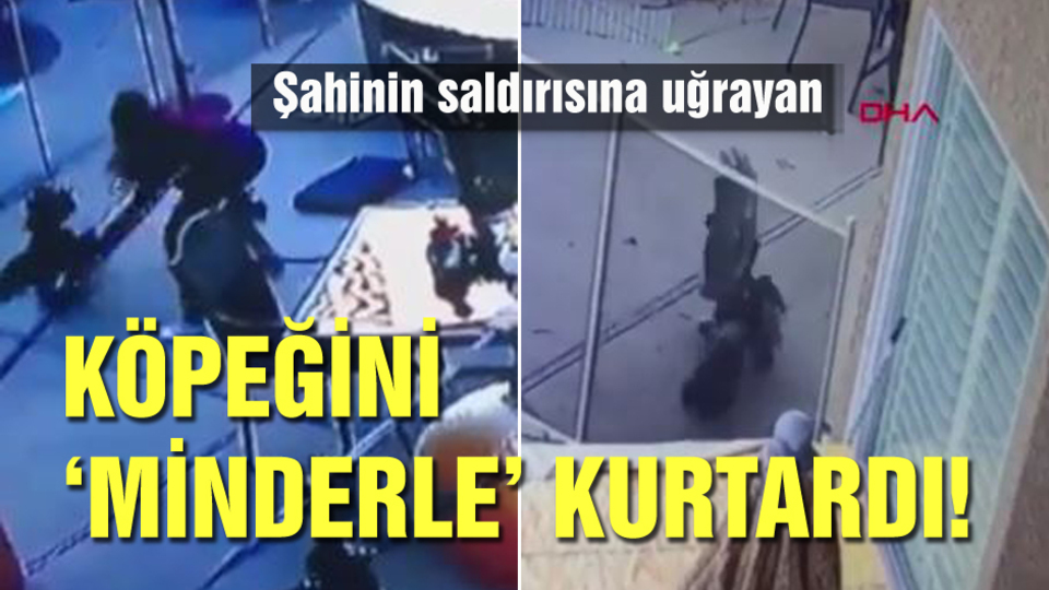 Şahinin saldırısına uğrayan köpeğini 'minderle' kurtardı!