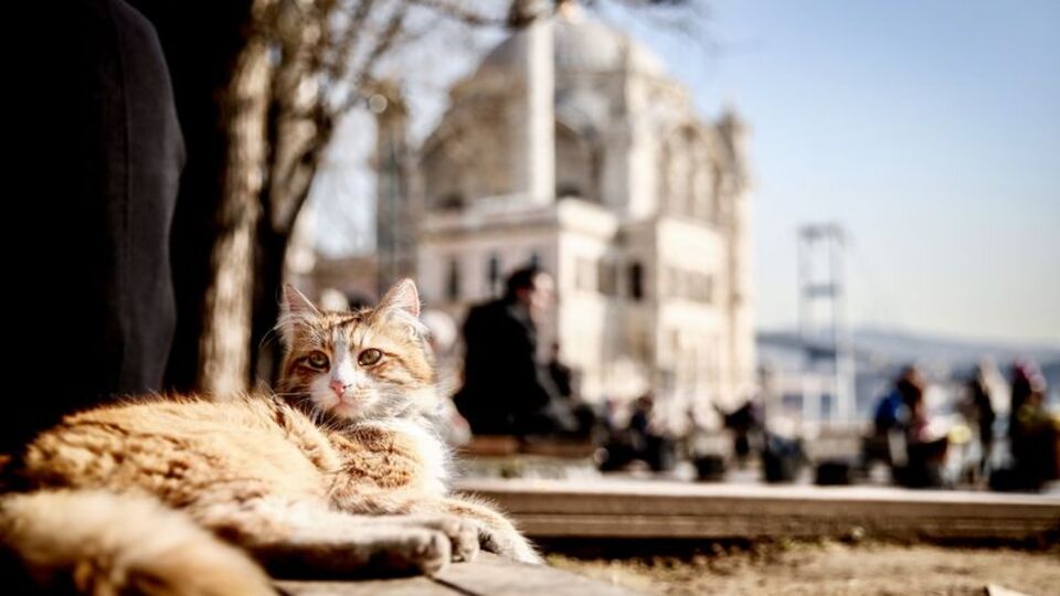 Kardan önce son güzel havalar!