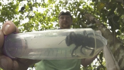 Tükendiği sanılan dünyanın en büyük arısı ortaya çıktı