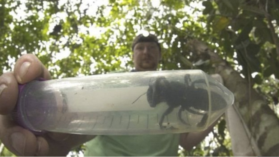 Tükendiği sanılan dünyanın en büyük arısı ortaya çıktı