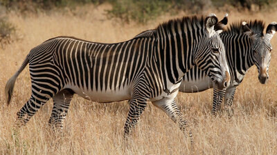 Zebraların neden çizgileri var? İşte son araştırmadan çıkan sonuç...