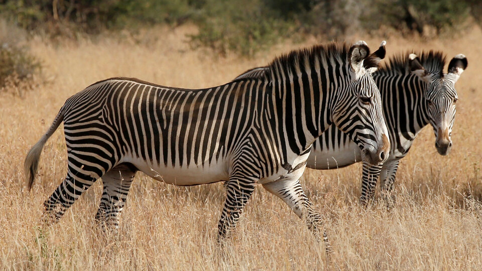 Zebraların neden çizgileri var? İşte son araştırmadan çıkan sonuç...