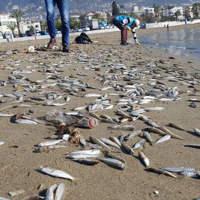 Alanya'da korkutan görüntü! Binlercesi sahile vurdu!
