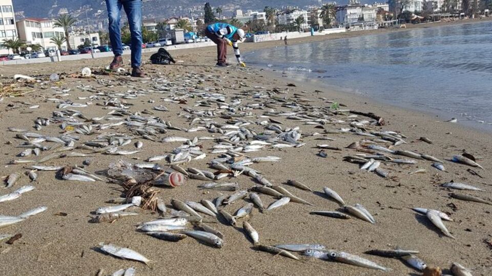 Alanya'da korkutan görüntü! Binlercesi sahile vurdu!