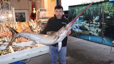Koyun fiyatına satıldı! Çanakkale açıklarında 2 metrelik kılıç balığı!