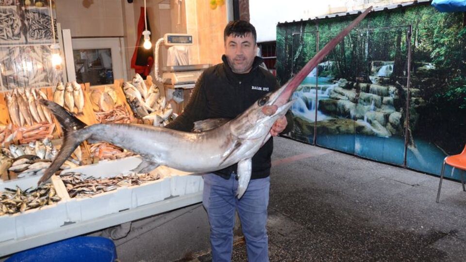 Koyun fiyatına satıldı! Çanakkale açıklarında 2 metrelik kılıç balığı!