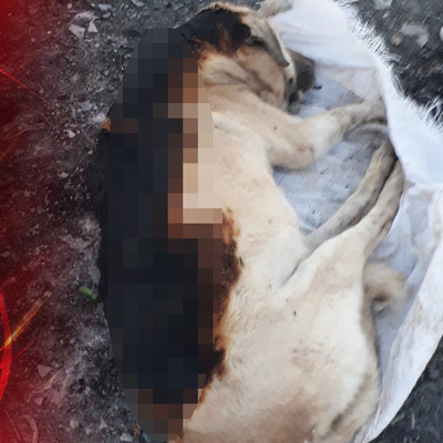 Bu nasıl vicdan! Nasıl insanlık! Köpeği yakıp, çuvala koydular!