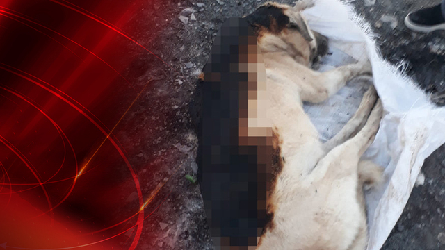 Bu nasıl vicdan! Nasıl insanlık! Köpeği yakıp, çuvala koydular!