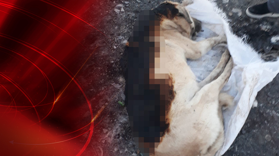 Bu nasıl vicdan! Nasıl insanlık! Köpeği yakıp, çuvala koydular!