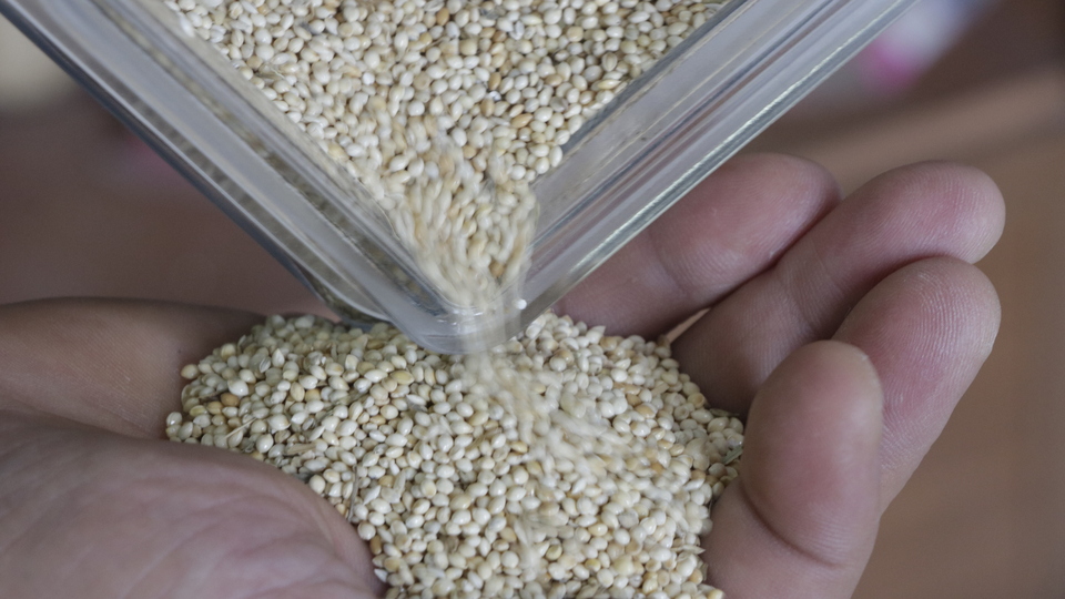 Kafes kuşlarının "darı"sı Altınekin'den