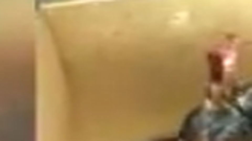 Horoz dövüşlü bahise suçüstü operasyonu