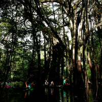 Nereden geldiği bilinmiyor! Kuşlar etrafına toplanınca bulundu