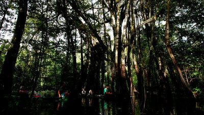 Nereden geldiği bilinmiyor! Kuşlar etrafına toplanınca bulundu