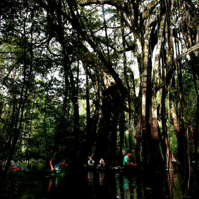 Nereden geldiği bilinmiyor! Kuşlar etrafına toplanınca bulundu