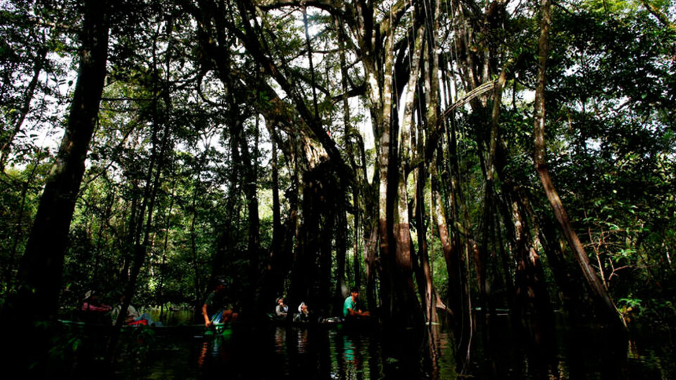 Nereden geldiği bilinmiyor! Kuşlar etrafına toplanınca bulundu