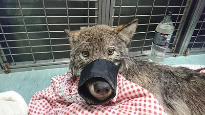 Köpek sanıp kurtardılar, gerçeği öğrenince şaşkına döndüler