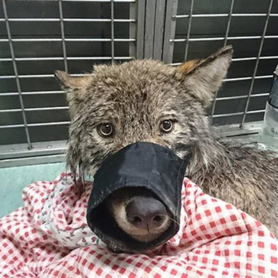 Köpek sanıp kurtardılar, gerçeği öğrenince şaşkına döndüler