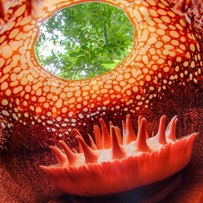 Akıllara durgunluk veren avlanma yöntemi!