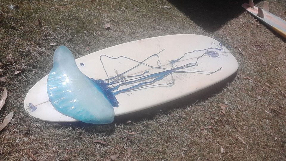 Kıyıya vurdu! Görenler şoke oldu