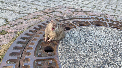 Yolun ortasında ilginç görüntü! Kilolu fare rögar kapağına sıkıştı kaldı