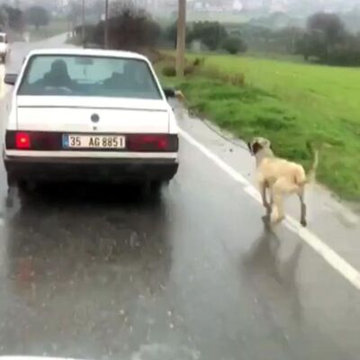 Kilometrelerce süren işkencenin sebebi akılalmaz!