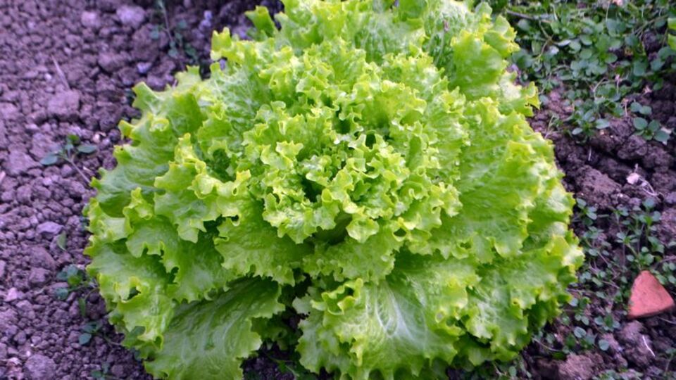 İstanbul'un zam şampiyonu kıvırcık salata