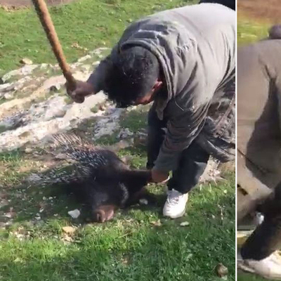 Nesli tükenmekte olan kirpiyi de öldürdüler!