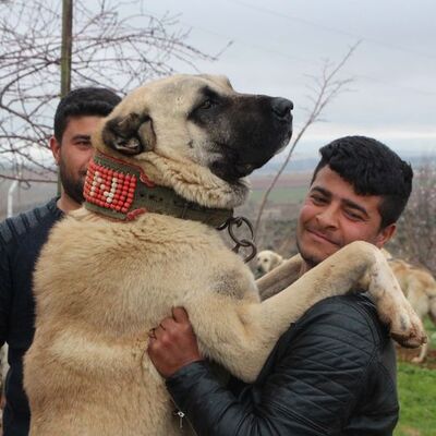 "Arabasını bırakıp talip olan bile var" Fiyatı 100 bin TL