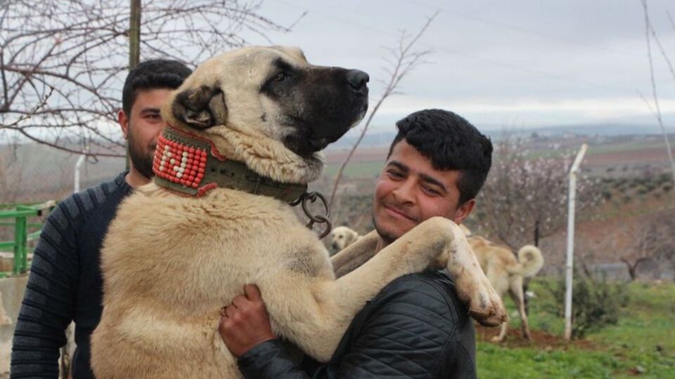 "Arabasını bırakıp talip olan bile var" Fiyatı 100 bin TL