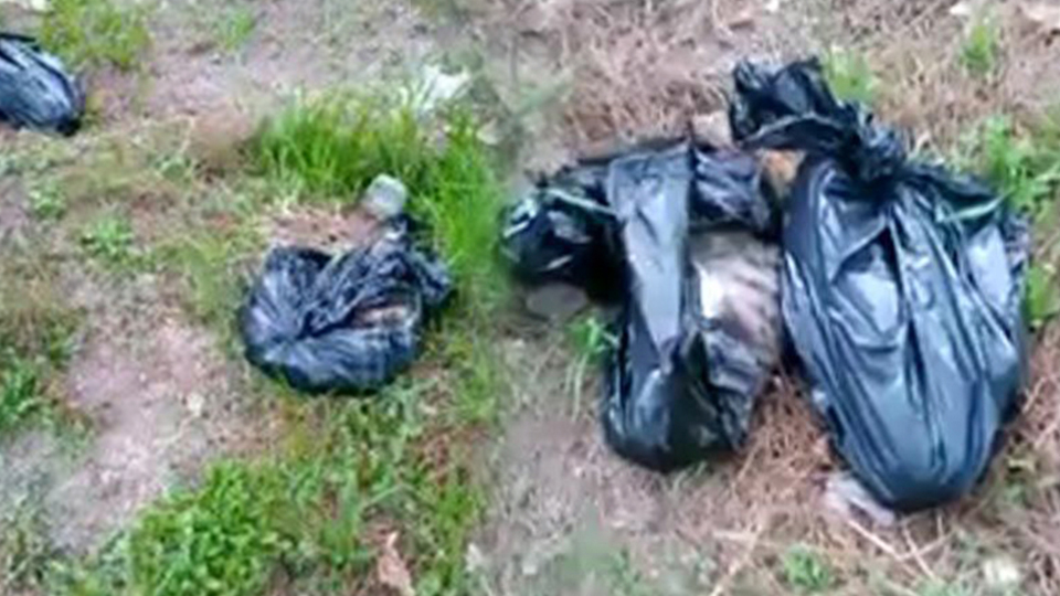 Ormanda bulunan poşetlerden vahşet çıktı!