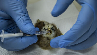 On binde bir ihtimal yaşandı... Tam 4 ayaklı!