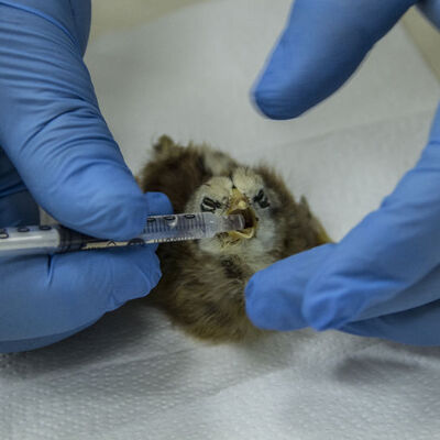 On binde bir ihtimal yaşandı... Tam 4 ayaklı!