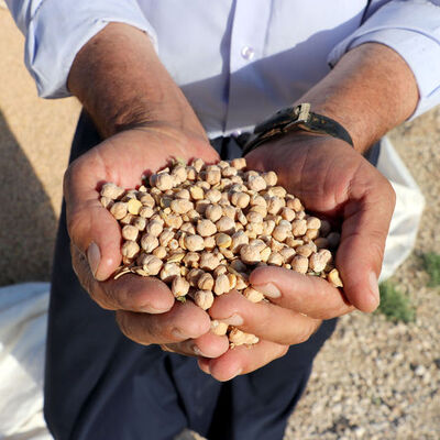 Buğday ile nohut, gerisini unut