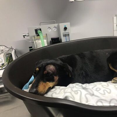 Havlıyor diye vicdansızca kafasına sıktı! Ataşehir canisi aramızda dolaşıyor