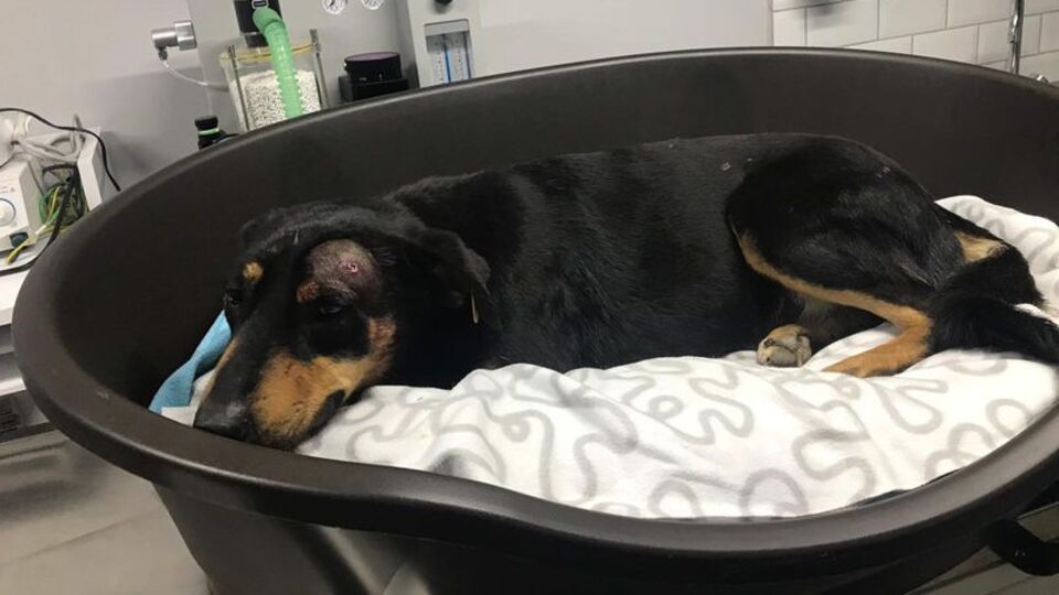 Havlıyor diye vicdansızca kafasına sıktı! Ataşehir canisi aramızda dolaşıyor